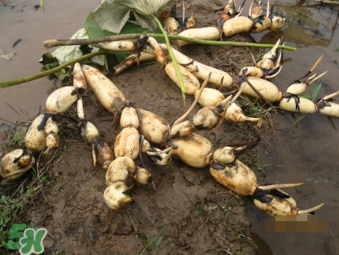 7月份能種蓮藕嗎？蓮藕幾月份種植？