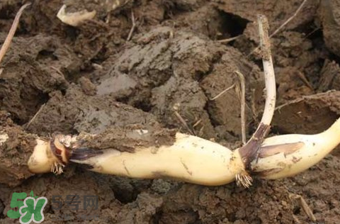 7月份能種蓮藕嗎？蓮藕幾月份種植？