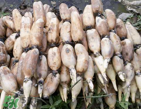 7月份能種蓮藕嗎？蓮藕幾月份種植？