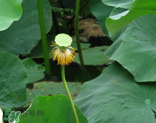 蓮蓬是什么樣子？蓮蓬是怎么長出來的？