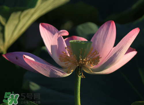 蓮蓬是什么樣子？蓮蓬是怎么長出來的？