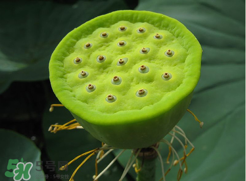 蓮蓬是什么樣子？蓮蓬是怎么長出來的？