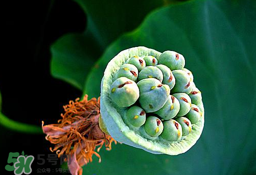 蓮蓬是涼性的嗎？蓮蓬是熱性還是涼性？