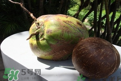 椰子什么時(shí)候成熟？椰子什么時(shí)候吃最好