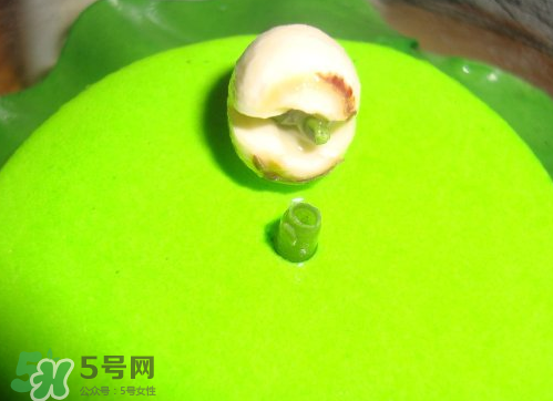 新鮮蓮子可以種嗎？新鮮蓮子能種出荷花嗎？