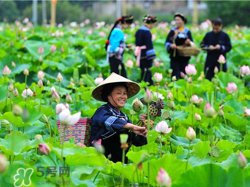 新鮮蓮子可以種嗎？新鮮蓮子能種出荷花嗎？