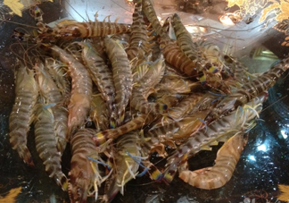 斑節(jié)蝦是九節(jié)蝦嗎？斑節(jié)蝦和九節(jié)蝦的區(qū)別