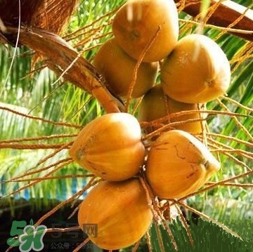 椰子什么時(shí)候成熟？椰子什么時(shí)候吃最好