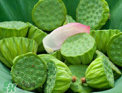 新鮮蓮子多少錢一斤？新鮮蓮子哪里有賣？