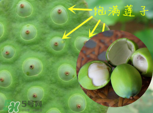 新鮮蓮子有什么功效？新鮮蓮子一次吃多少？