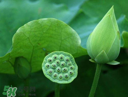 新鮮蓮蓬可以去胎毒嗎？蓮蓬煮水可以去胎毒嗎？