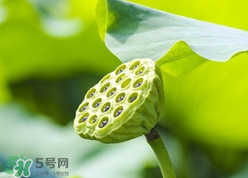 新鮮蓮蓬可以去胎毒嗎？蓮蓬煮水可以去胎毒嗎？