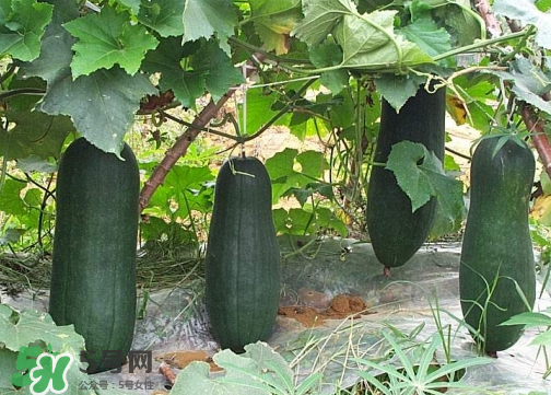 2017冬瓜多少錢一斤？冬瓜多少錢一斤2017？