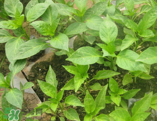 7月份可以種辣椒嗎？7月播辣椒種多長時間能栽？