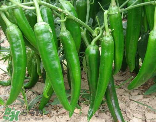 7月份可以種辣椒嗎？7月播辣椒種多長時間能栽？