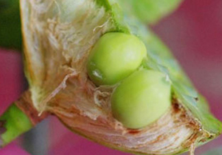 新鮮蓮子可以直接吃嗎？生蓮子可以直接吃嗎？