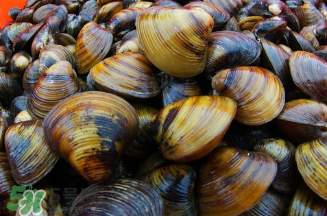 黃蜆子多少錢一斤？河蜆子多少錢一斤