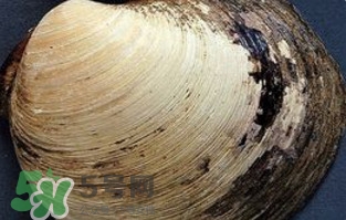 蜆子是蛤蜊嗎？蜆子和文蛤怎樣區(qū)別