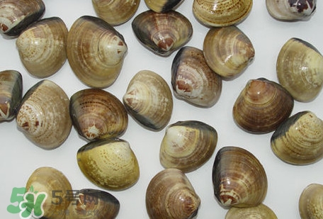 蜆子是蛤蜊嗎？蜆子和文蛤怎樣區(qū)別