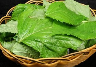 新鮮紫蘇葉怎么吃？紫蘇葉的吃法