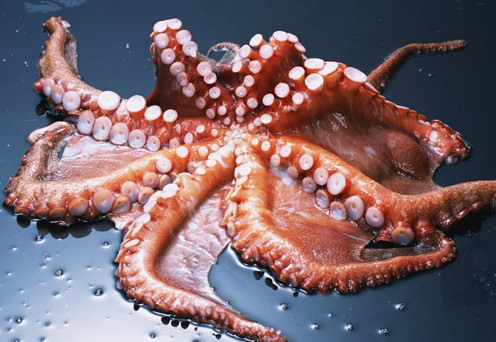 章魚是魚嗎？章魚有什么營養(yǎng)價值？