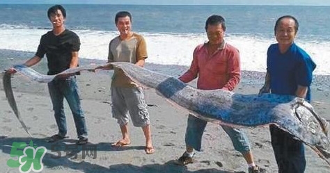 皇帶魚可以吃嗎？皇帶魚是帶魚的一種嗎