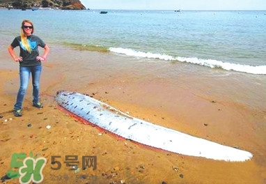 皇帶魚好吃嗎？皇帶魚和帶魚的區(qū)別