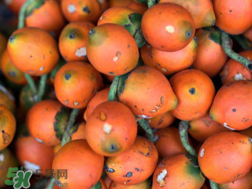 檳榔不能和什么一起吃？檳榔和什么不能一起吃？