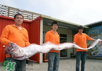 皇帶魚吃什么？皇帶魚吃人嗎？