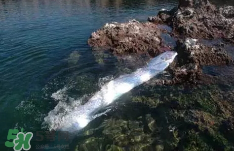 皇帶魚多少錢一斤？皇帶魚的價(jià)格