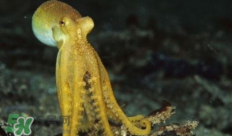 八帶魚怎么洗？八爪魚怎么處理干凈