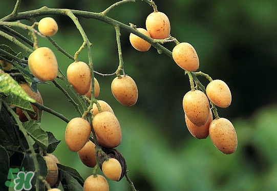 黃皮是涼性水果嗎？黃皮是哪里的特產(chǎn)