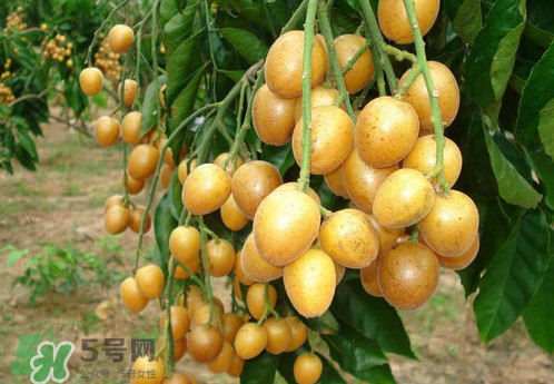 黃皮果什么品種最好吃？黃皮果吃多了會怎樣