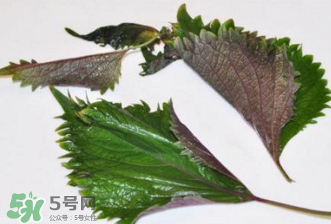 新鮮紫蘇葉怎么吃？紫蘇葉的吃法