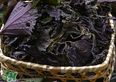 紫蘇是什么植物？紫蘇是發(fā)物嗎？