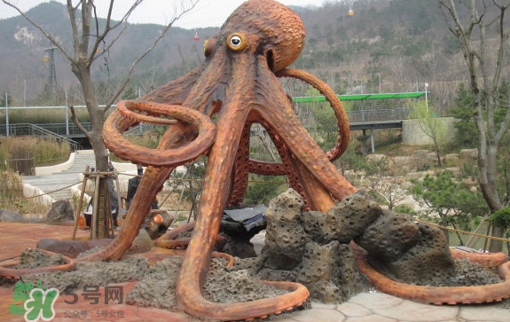 章魚是烏賊嗎？章魚與烏賊的區(qū)別