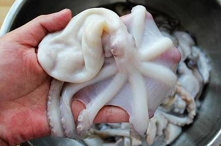 章魚是魚嗎？章魚有什么營養(yǎng)價值？