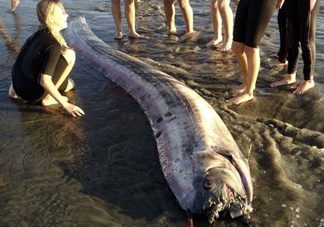 皇帶魚吃什么？皇帶魚吃人嗎？