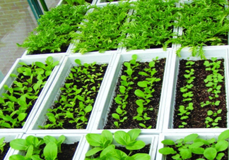 入伏種什么菜？入伏適合種哪些蔬菜？