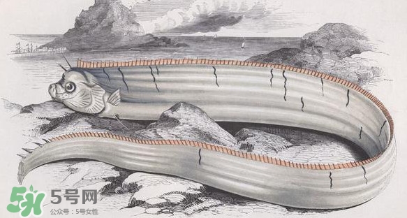 皇帶魚多少錢一斤？皇帶魚的價(jià)格