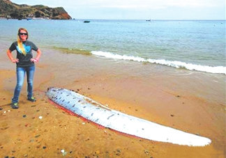 皇帶魚好吃嗎？皇帶魚和帶魚的區(qū)別