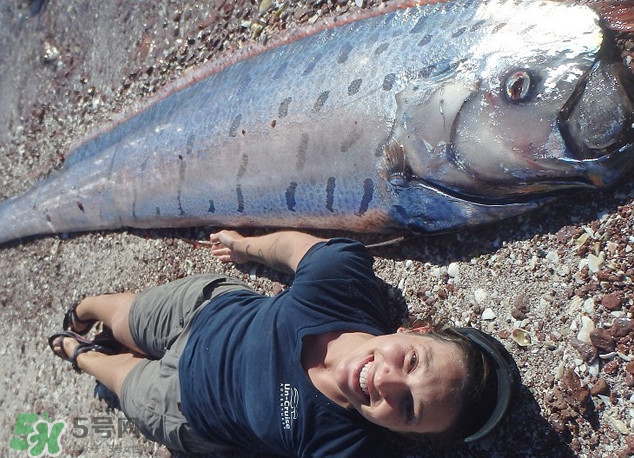 皇帶魚最長有多長？皇帶魚的恐怖傳說