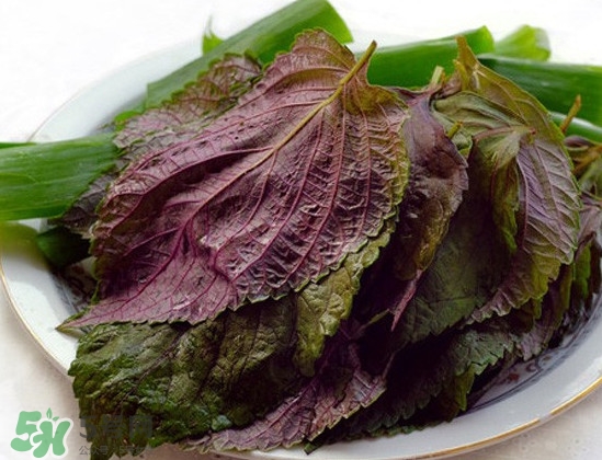 新鮮紫蘇葉怎么吃？紫蘇葉的吃法