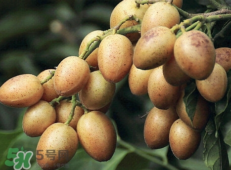 黃皮是涼性水果嗎？黃皮是哪里的特產(chǎn)