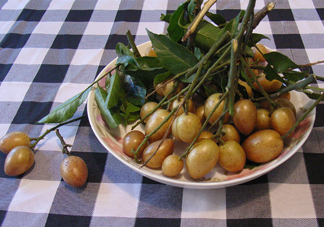 黃皮果什么品種最好吃？黃皮果吃多了會怎樣