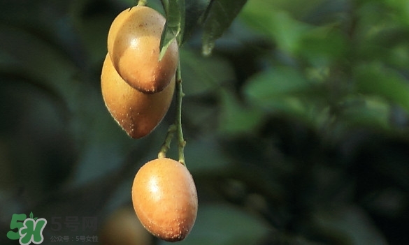黃皮果什么品種最好吃？黃皮果吃多了會怎樣
