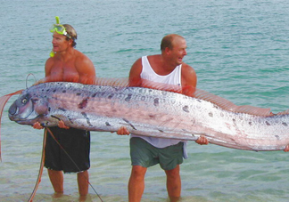 皇帶魚可以吃嗎？皇帶魚是帶魚的一種嗎