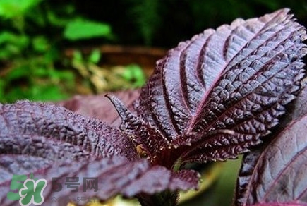 紫蘇是莧菜嗎？紫蘇和莧菜的區(qū)別