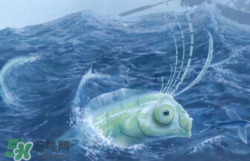 皇帶魚可以吃嗎？皇帶魚是帶魚的一種嗎