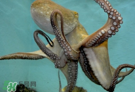 章魚是烏賊嗎？章魚與烏賊的區(qū)別